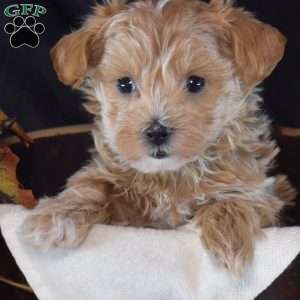Lacy, Maltipoo Puppy