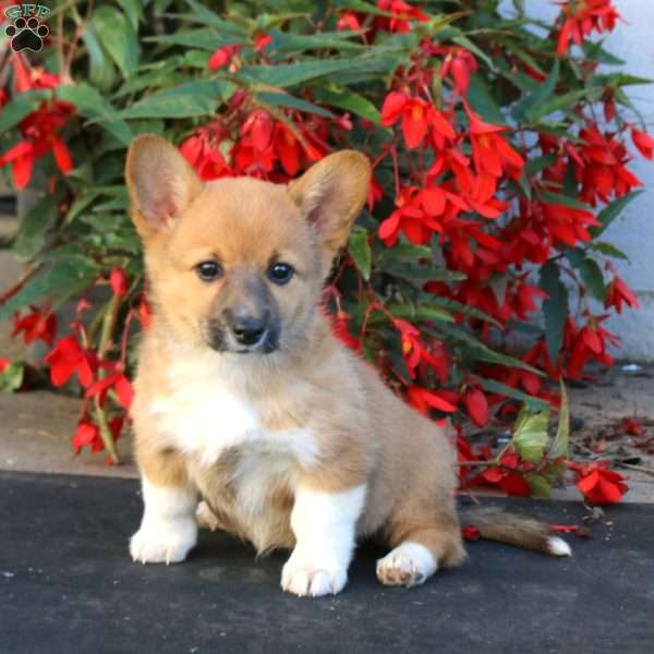 Lacy, Pembroke Welsh Corgi Puppy