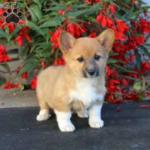Lacy, Pembroke Welsh Corgi Puppy