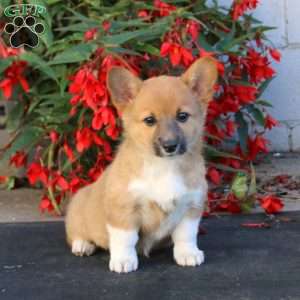 Lacy, Pembroke Welsh Corgi Puppy