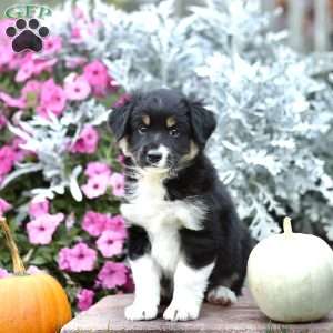 Lad, Miniature Australian Shepherd Puppy