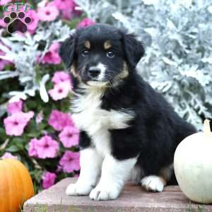 Lad, Miniature Australian Shepherd Puppy