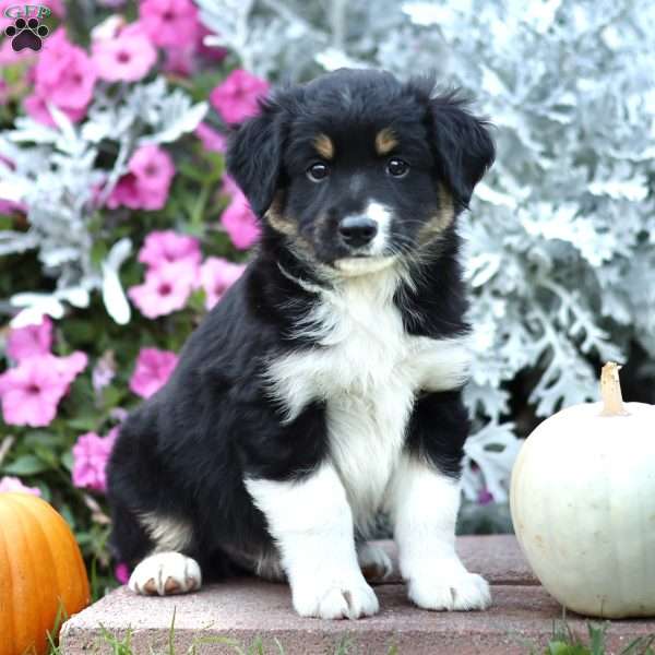 Lad, Miniature Australian Shepherd Puppy