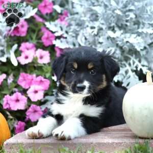 Lad, Miniature Australian Shepherd Puppy