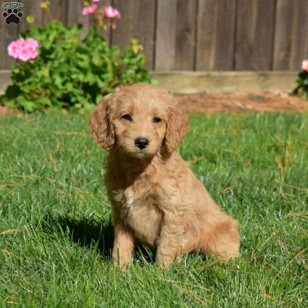 Lady, Mini Goldendoodle Puppy