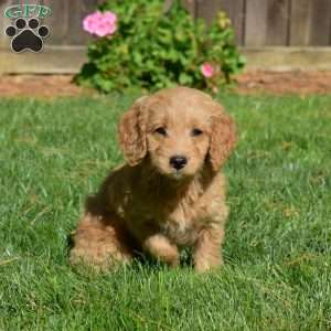 Lady, Mini Goldendoodle Puppy
