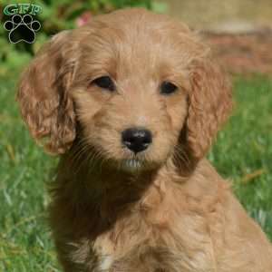 Lady, Mini Goldendoodle Puppy
