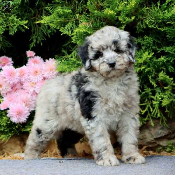 Lance, Mini Bernedoodle Puppy