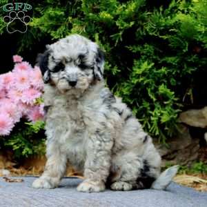 Lance, Mini Bernedoodle Puppy