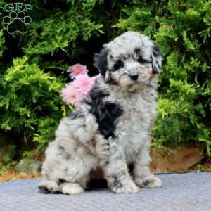 Lance, Mini Bernedoodle Puppy