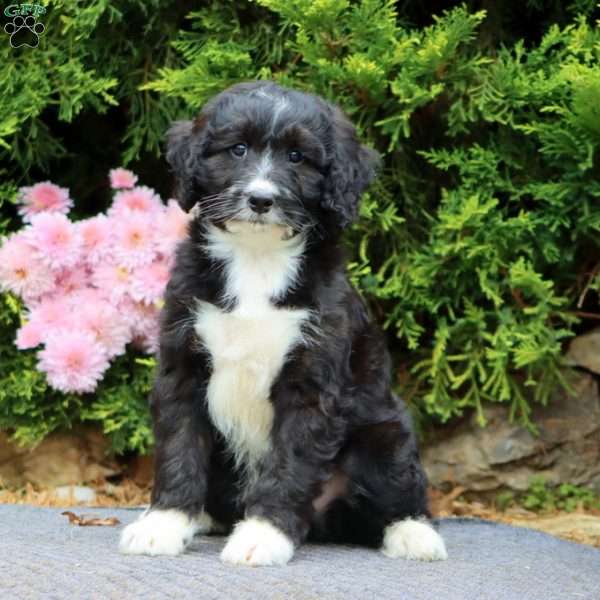 Langston, Mini Bernedoodle Puppy