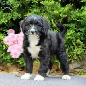 Langston, Mini Bernedoodle Puppy