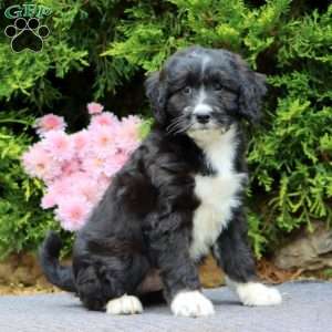 Langston, Mini Bernedoodle Puppy