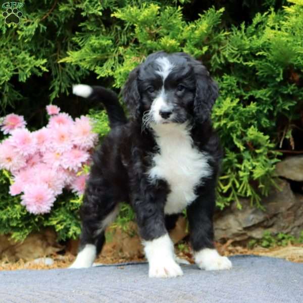 Larson, Mini Bernedoodle Puppy