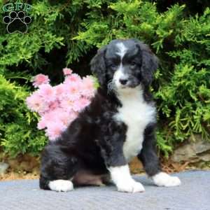 Larson, Mini Bernedoodle Puppy