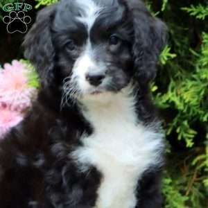 Larson, Mini Bernedoodle Puppy