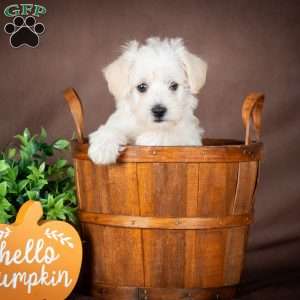 Laura, Westiepoo Puppy