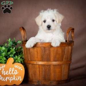 Laura, Westiepoo Puppy