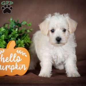 Laura, Westiepoo Puppy