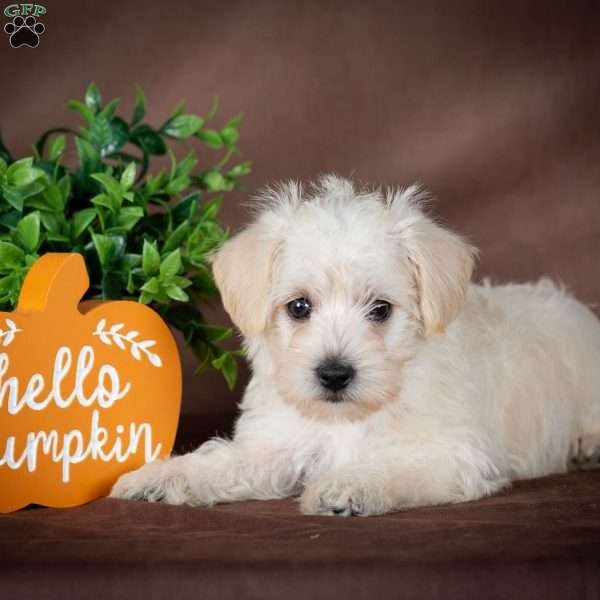 Laura, Westiepoo Puppy
