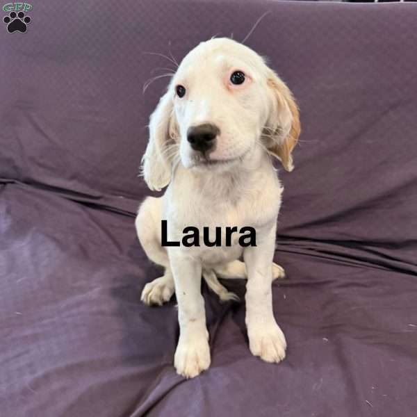Laura, English Setter Puppy