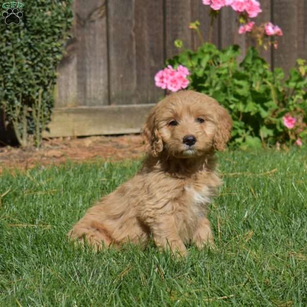 Layla, Mini Goldendoodle Puppy