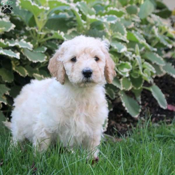 Layla, Goldendoodle Puppy