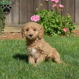 Layla, Mini Goldendoodle Puppy