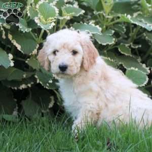 Layla, Goldendoodle Puppy