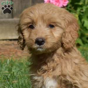Layla, Mini Goldendoodle Puppy