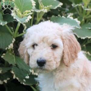 Layla, Goldendoodle Puppy
