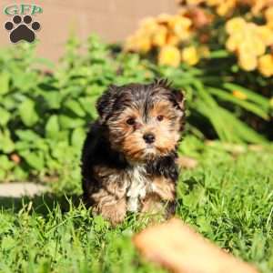 Leo, Yorkie Puppy
