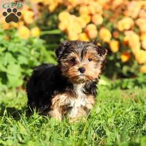 Leo, Yorkie Puppy