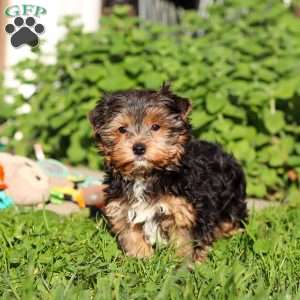 Leo, Yorkie Puppy