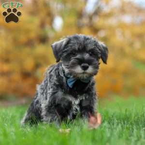 Leo, Miniature Schnauzer Puppy