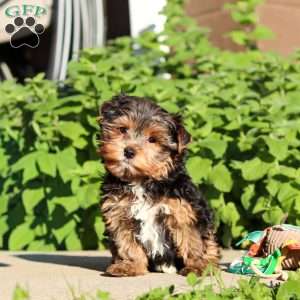 Leo, Yorkie Puppy