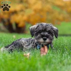 Leo, Miniature Schnauzer Puppy