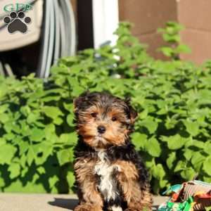 Leo, Yorkie Puppy