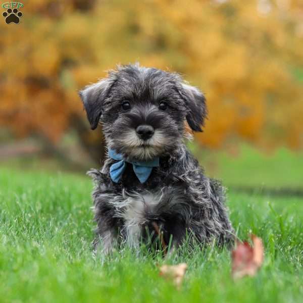 Leo, Miniature Schnauzer Puppy