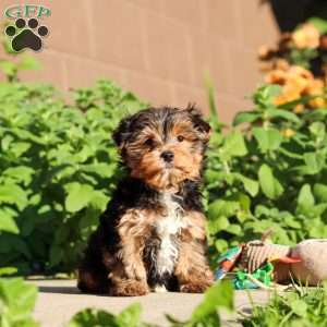Leo, Yorkie Puppy