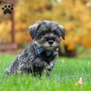 Leo, Miniature Schnauzer Puppy