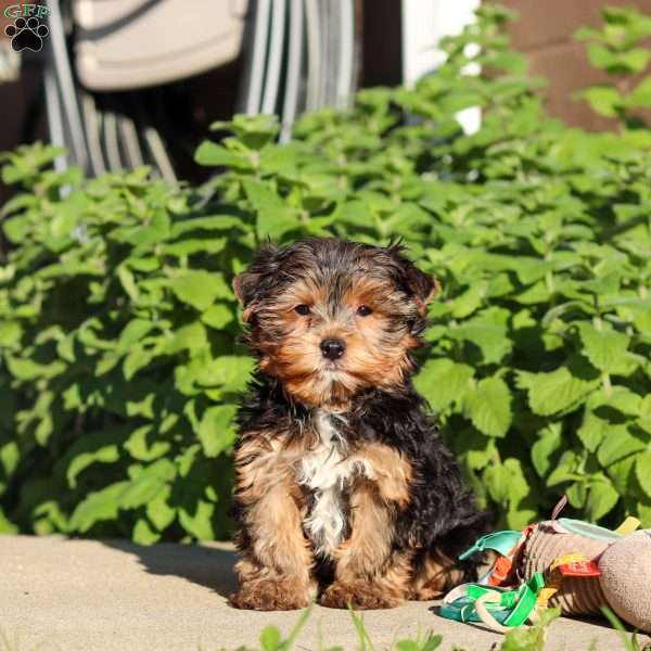 Leo, Yorkie Puppy
