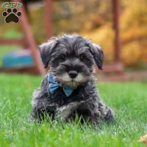 Leo, Miniature Schnauzer Puppy