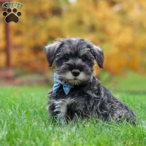 Leo, Miniature Schnauzer Puppy
