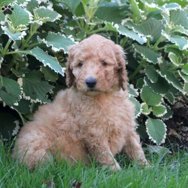 Leo, Goldendoodle Puppy