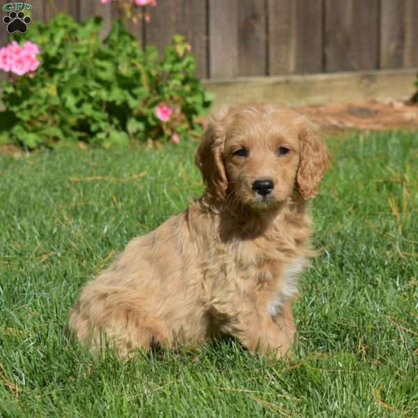 Leo, Mini Goldendoodle Puppy