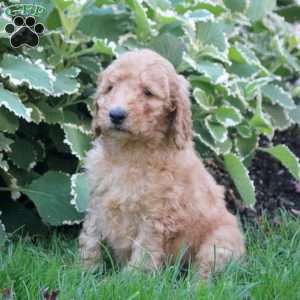 Leo, Goldendoodle Puppy