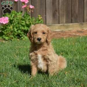 Leo, Mini Goldendoodle Puppy