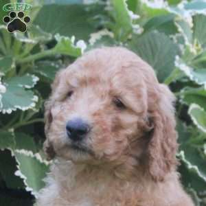 Leo, Goldendoodle Puppy