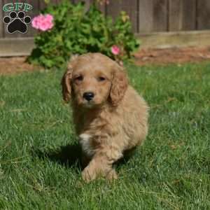 Leo, Mini Goldendoodle Puppy